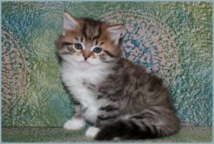 Male Siberian Kitten from Deedlebug Siberians